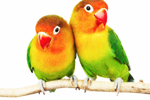 Perfect Mates