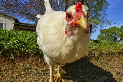Why Most Chickens Don&#039;t Snore