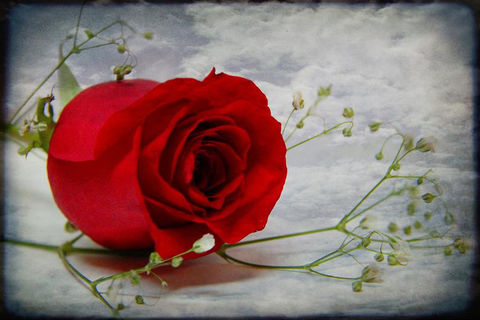 Forever Alive In My Thoughts