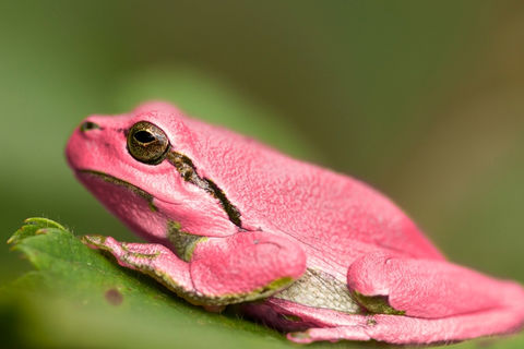 Pretty Pink Frogs