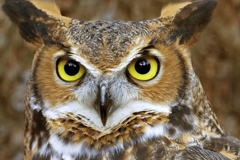 Orville The Owl