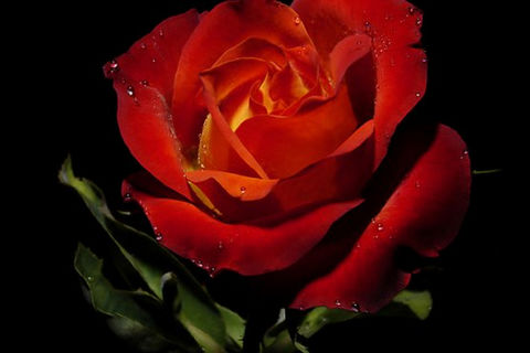 Here&#039;s To Love