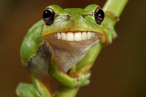Do Frogs Wear Froggie Dentures?