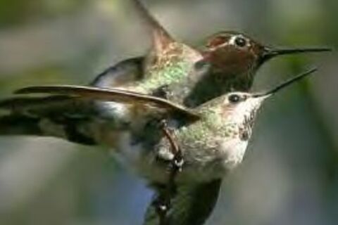 Hummingbird Seduction Dance