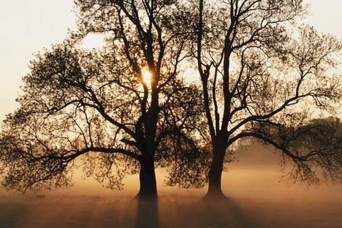 Mantree