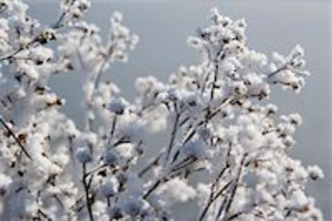 Before the snows come