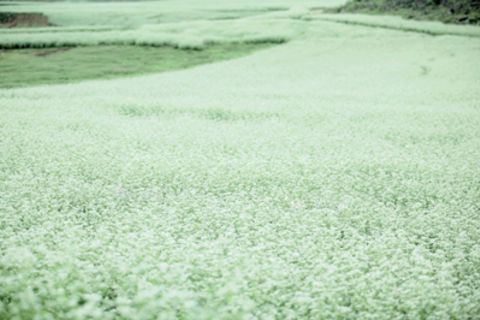  Buckwheat Flowers Blooming