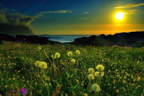 Beautiful meadow
