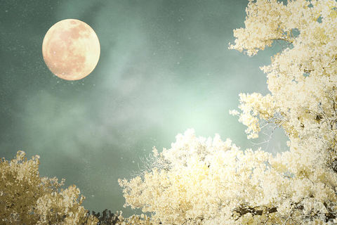 The Mellow Light Of The Moon