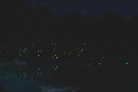 Fireflies of Time