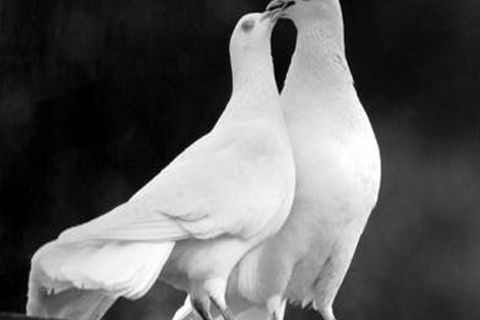 OCTOBER LEAVES: DAY 4, WILLIAMSJI MAVELI WRITES, TWO WHITE DOVES