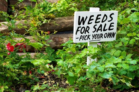 Garden of Corruption