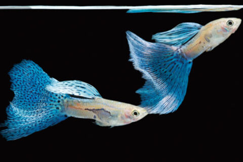 Guppy