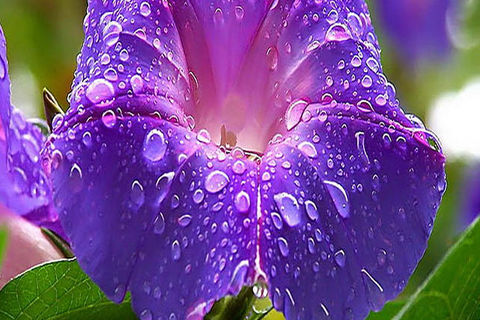 OCTOBER  LEAVES:DAY 16, WILLIAMSJI MAVELI WRITES, MORNING DEW