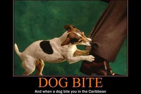 dog bite