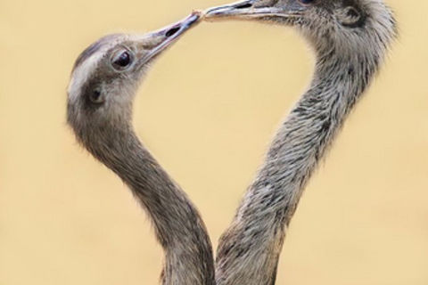 Ever Seen Two Ostriches Kissing?