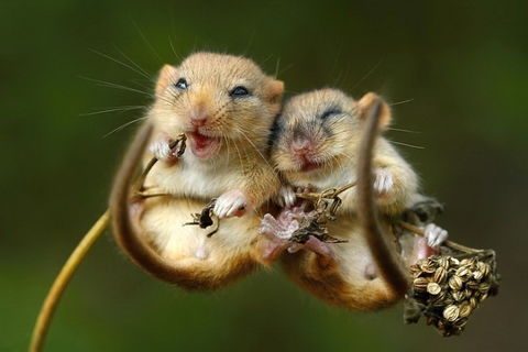 &quot; ME &amp; MY DORE !?&quot; X