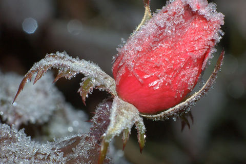 Labored Rose