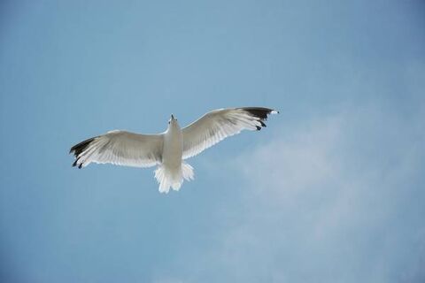 Freedom