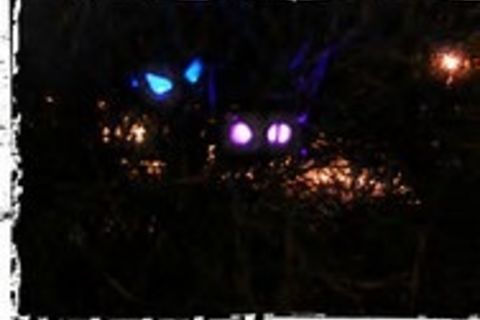 Spooky bushes