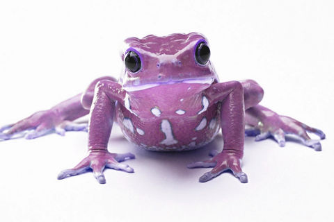 Pretty Pink Frogs