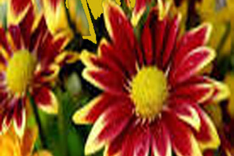 NOVEMBER FLOWERS,DAY1, WILLIAMSJI MAVELI WRITES, DO LOVE....