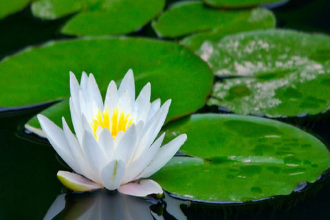 NOVEMBER FLOWERS :  DAY 3  WILLIAMSJI MAVELI WRITES, GO AND BLOSSOM, LOVELY LOTUS