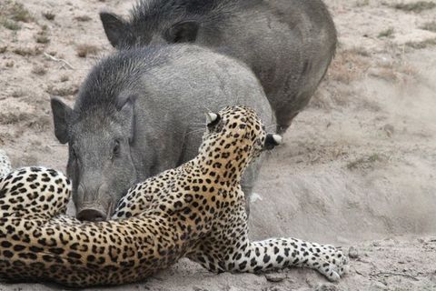 Let Us Prey