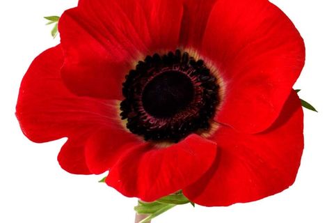 Lest we forget 