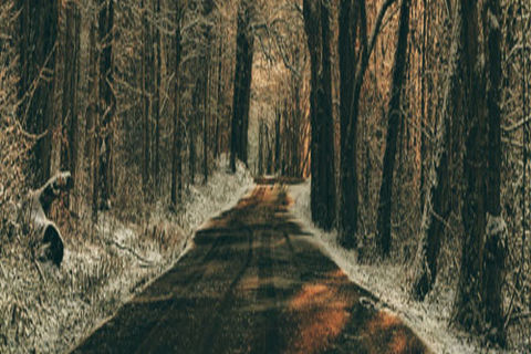 NOVEMBER FLOWERS :  DAY 28 WILLIAMS MAVELI WRITES, I WAS INSIDE THE DARK WOODS