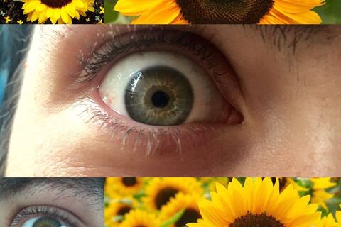 Sunflower Eyes