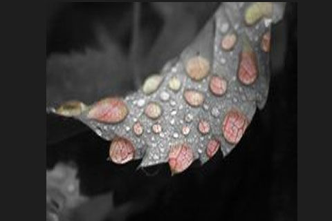 DECEMBER DEWS: DAY 3, WILLIAMS MAVELI WRITES, ONE ONLY UMBRELLA