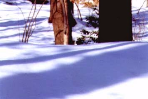 Fargo 