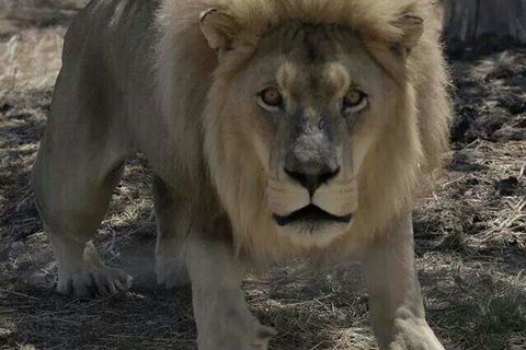 A lion