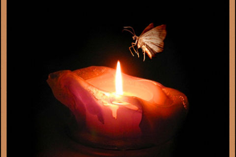 Moths
