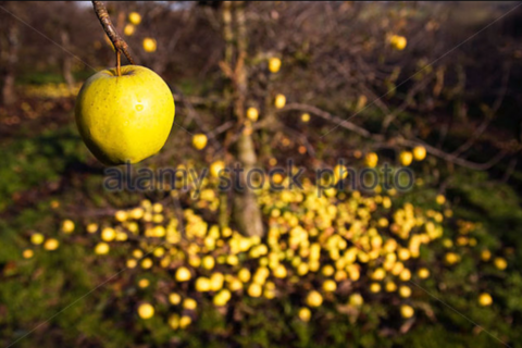 We Ripe And Rotten Fruit 