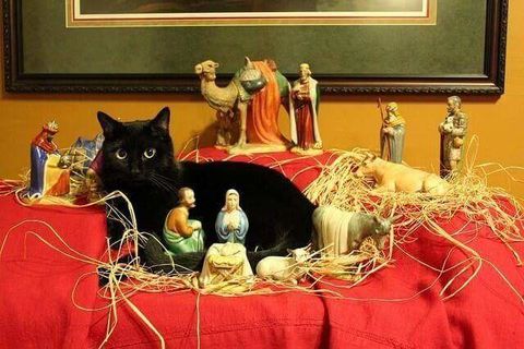 Cat in the crib
