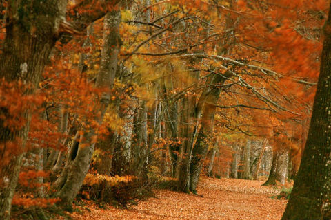Walking 