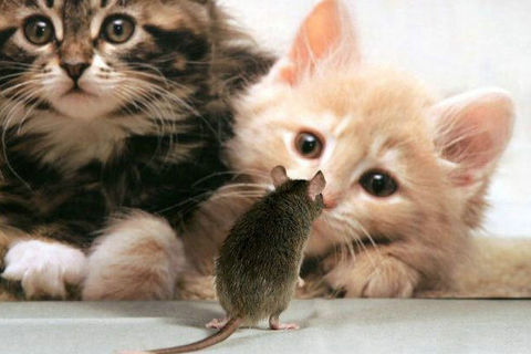 Game Of Cat And Mouse
