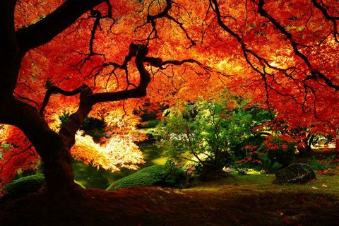 The Endless Fall