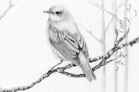 Little Bird