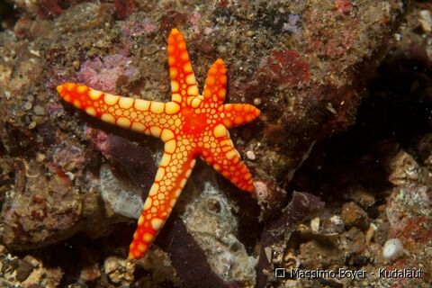 Echinoderms 