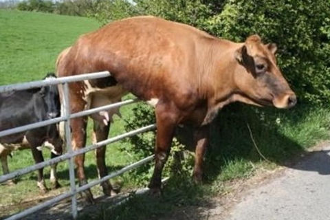 Dumb Animals