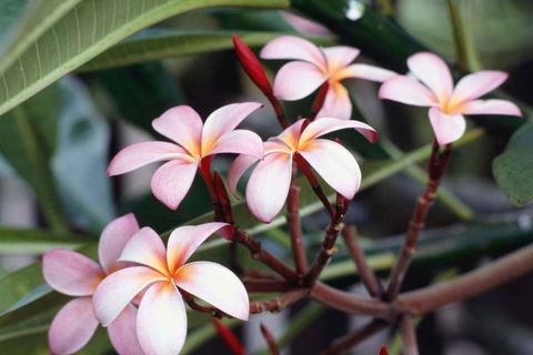 Flowers Are Made To Be Seen