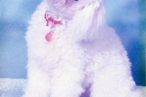 Your Beddie In Heaven