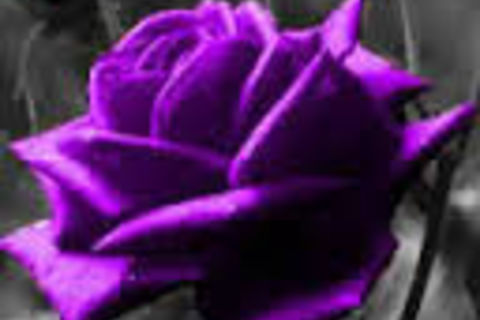 The Most Beautiful Rose
