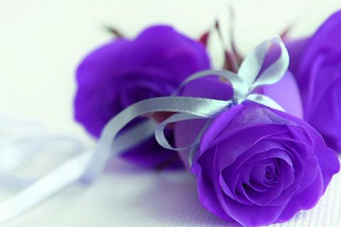 My Sweet Purple Rose