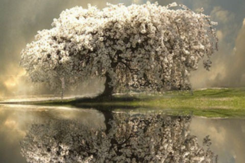 Reflections Of Life