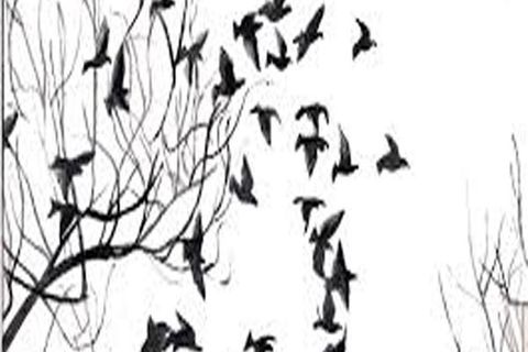 FEBRUARY FRAGRANCE: DAY 24,  WILLIAMSJI MAVELI WRITES, BLACK BIRDS