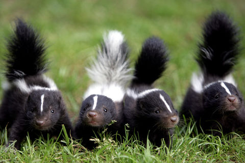 Four Little Stinkers